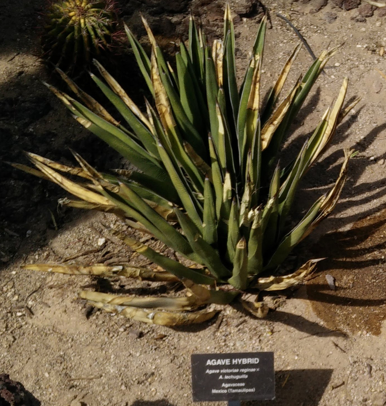 Agave for Tequila