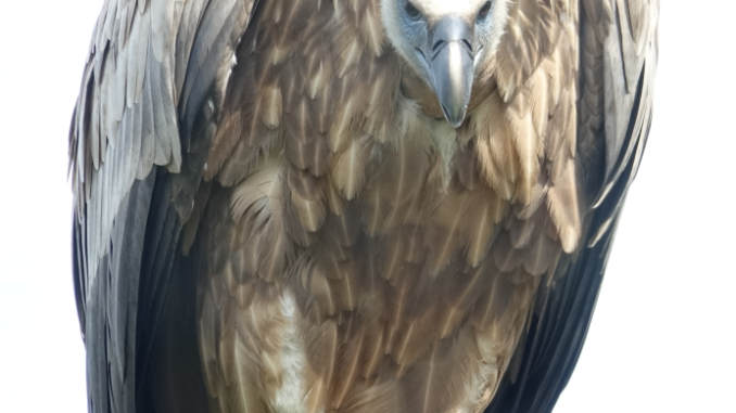 HoenderdaalBird